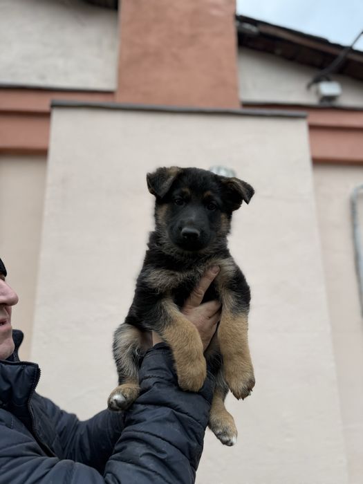 Цуценята німецької вівчарки