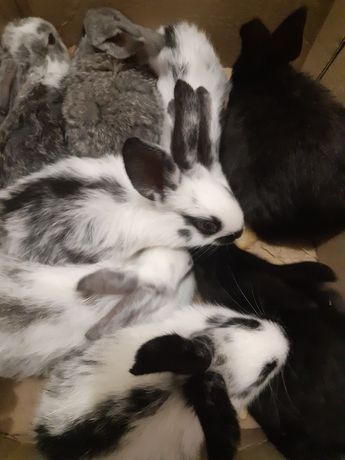 Продам кроликов 1,2-х.месячных