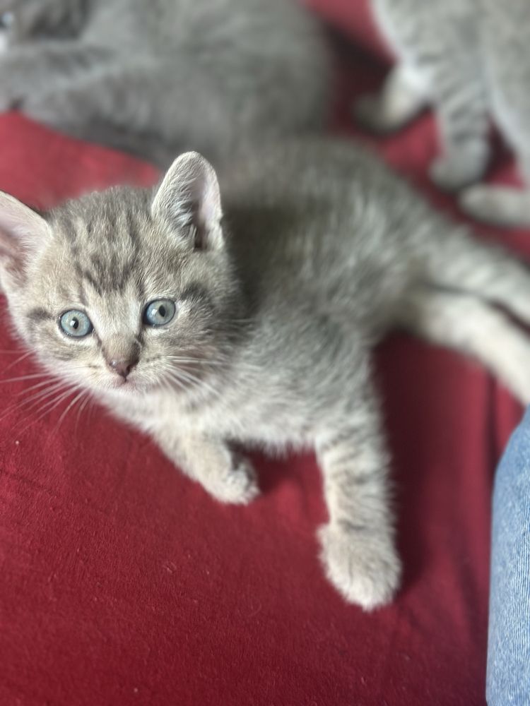 Британські котята