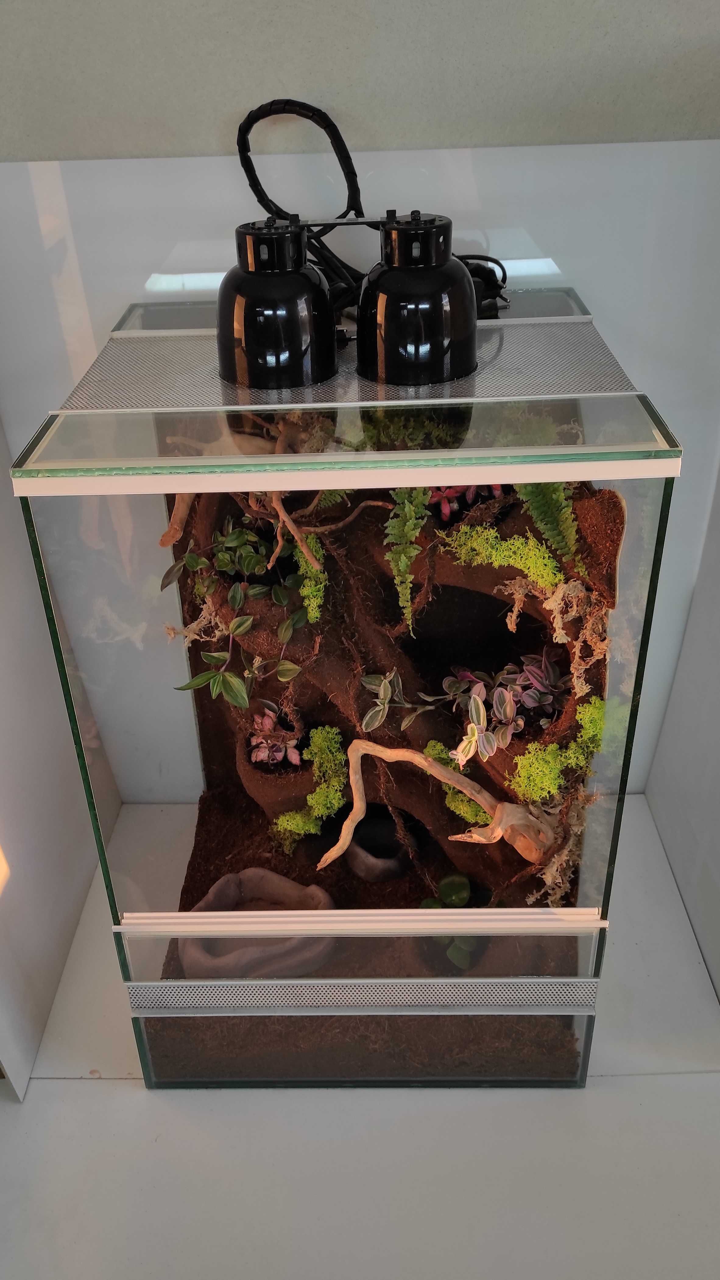 Terrarium dla felsumy, gekona z roślinami, TW10RG, AquaWaves