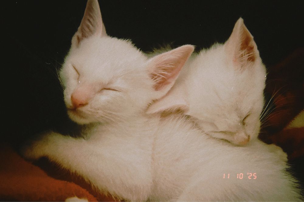 gatinhos para adoção