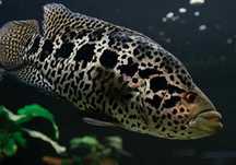 Peixe jaguar entre 5 centimetros