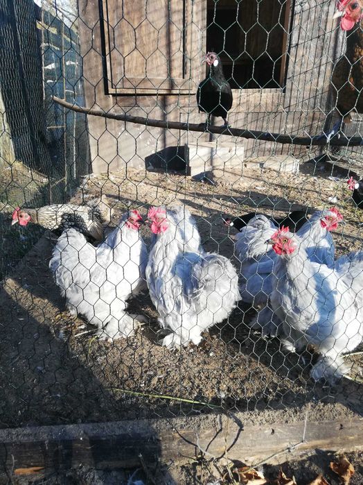 kochiny miniaturowy i sebrytki