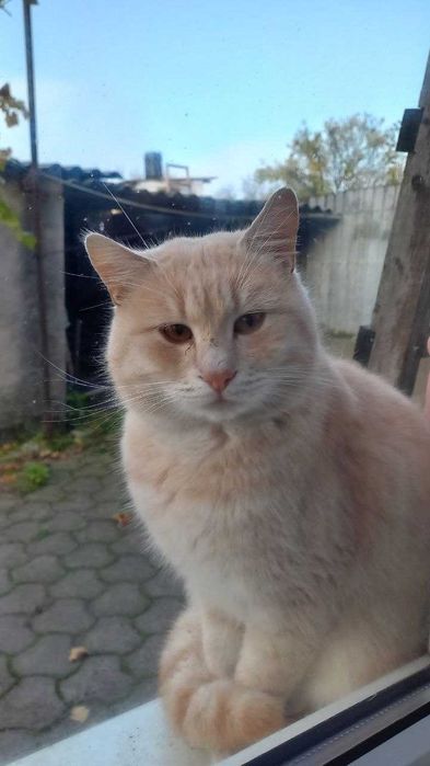 Гарненькі котики