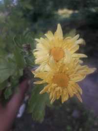 Хризантема жовта висотою +-60см