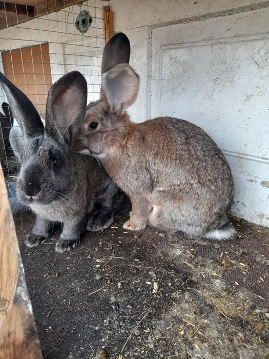 Продам кролів                        .