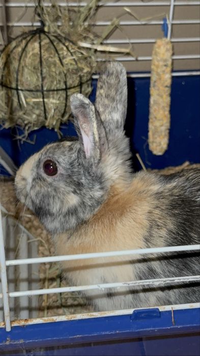 Відаю кролика  декоративного