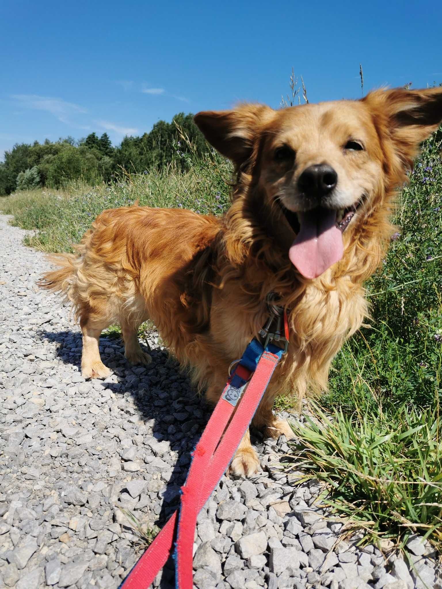 Amor 5 letni śliczny piesio wrócił z adopcji..