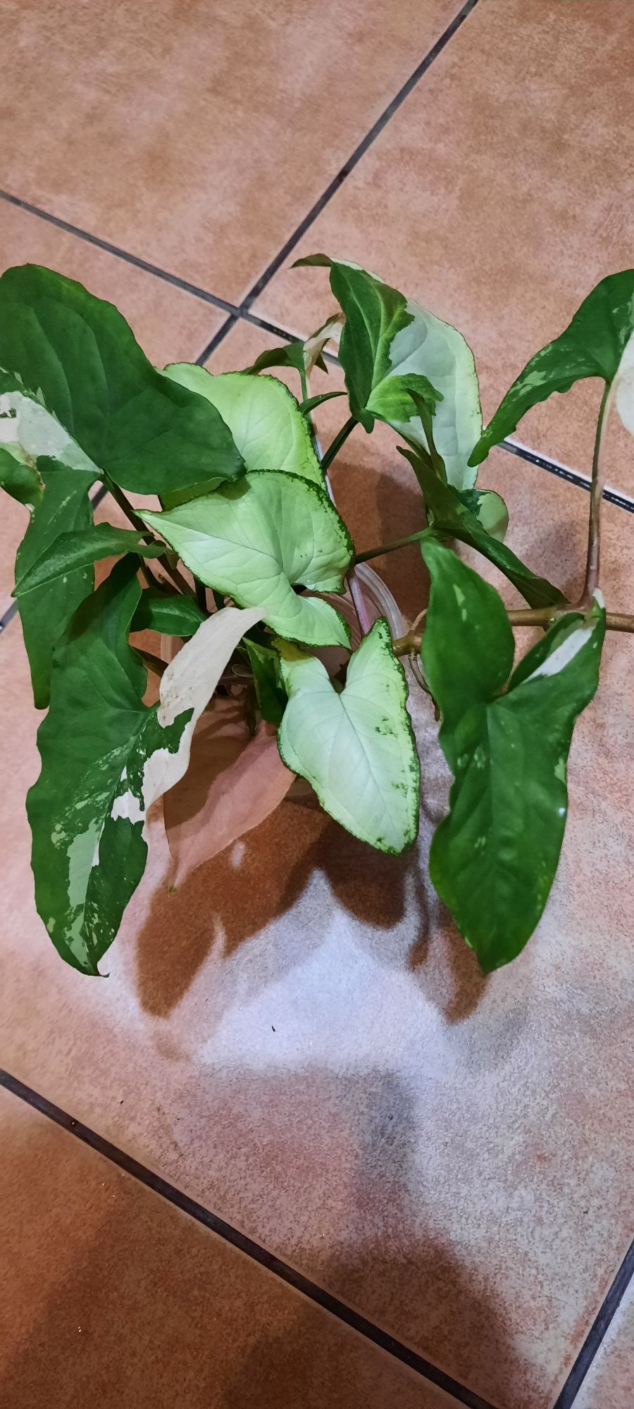 Syngonium cięte sadzonki