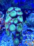 Akwarium morskie ZOA