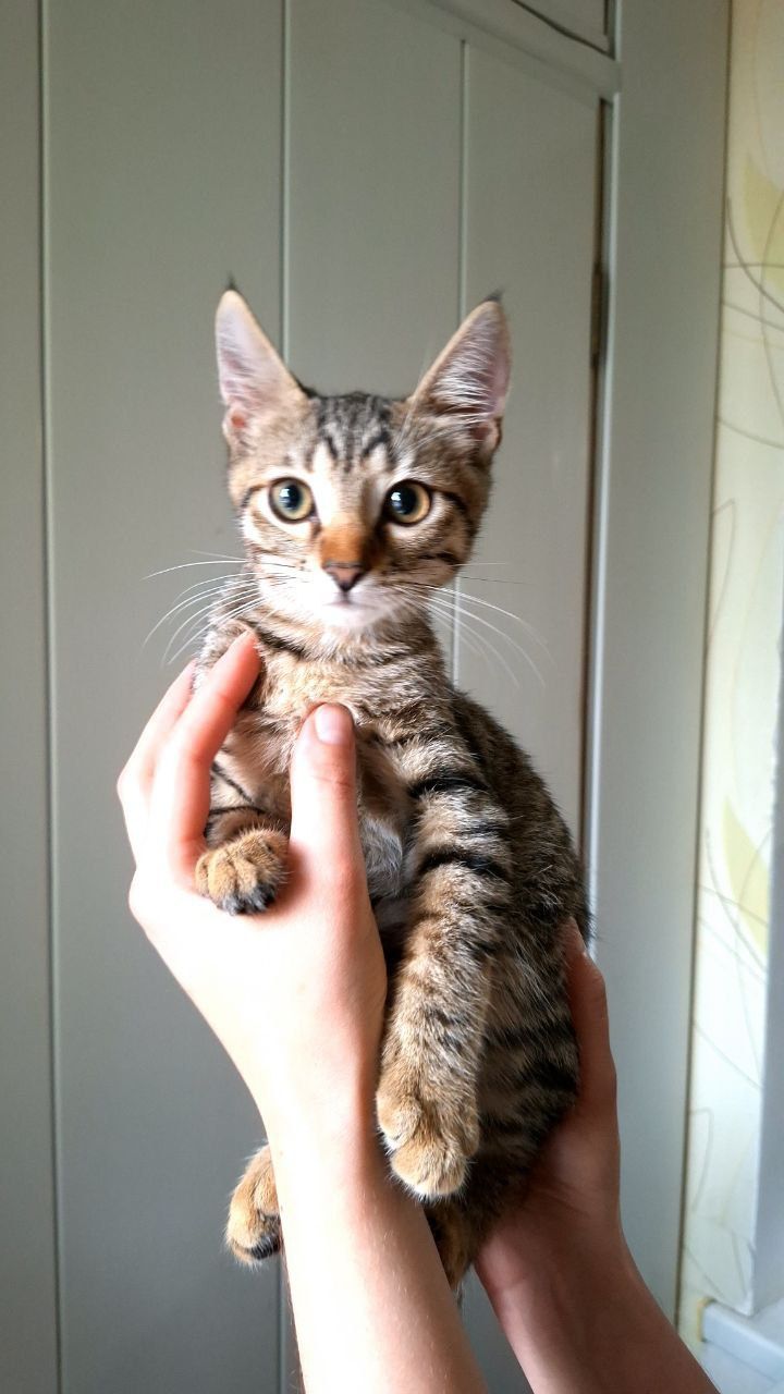 Котенок с кисточками на ушках