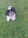 Shih tzu - piesek