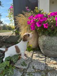 Jack russell terier . Oddam pieska w dobre ręce