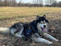 Grey - zjawiskowy Alaskan Malamute z rodowodem ZKwP FCI ADOPCJA
