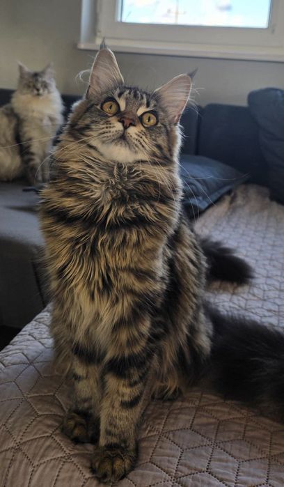 Kotka Maine Coon gotowa do zmiany domu.