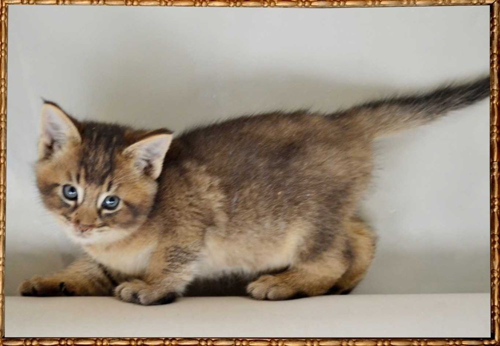 Ручная рысь! Настоящий эксклюзив! Котята чаузи! Большие и ласковые