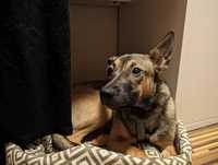 Omega podrostek szuka domu pies do adopcji
