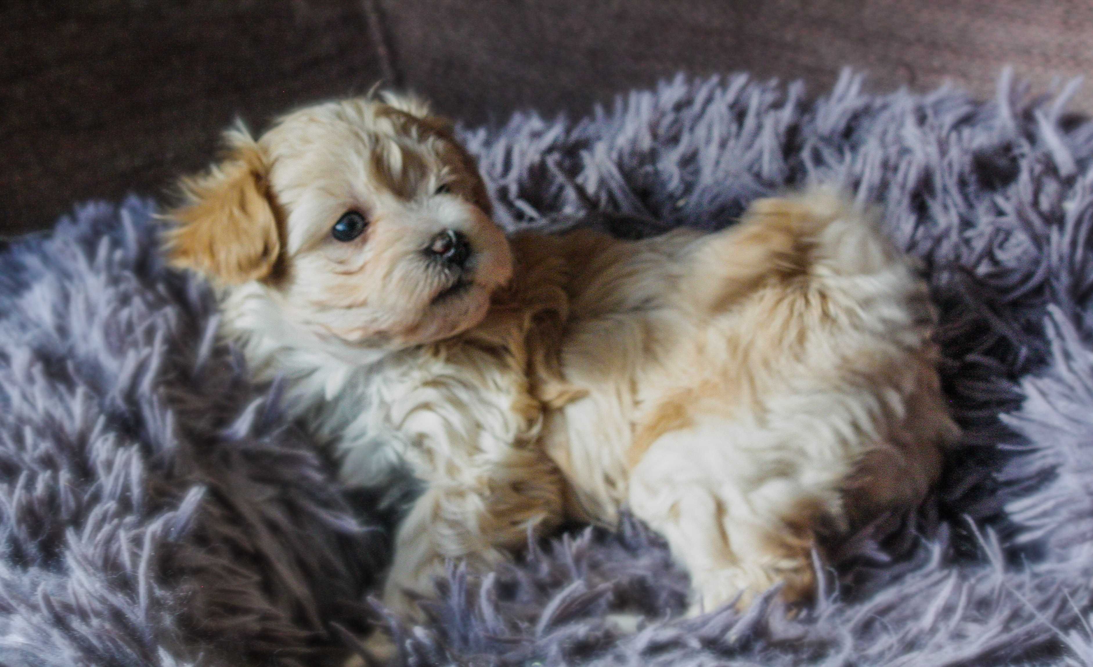 Maltipoo urocza, jaśniutka sunia