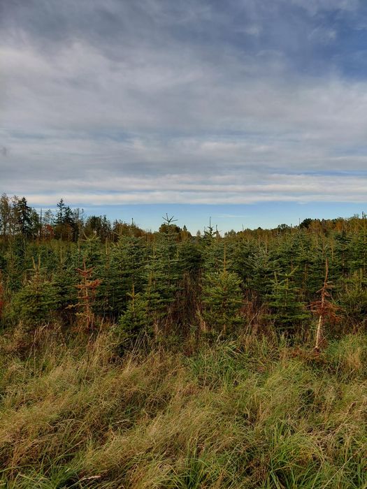 Sprzedam plantacje swierkow/choinek 20zl sztuka