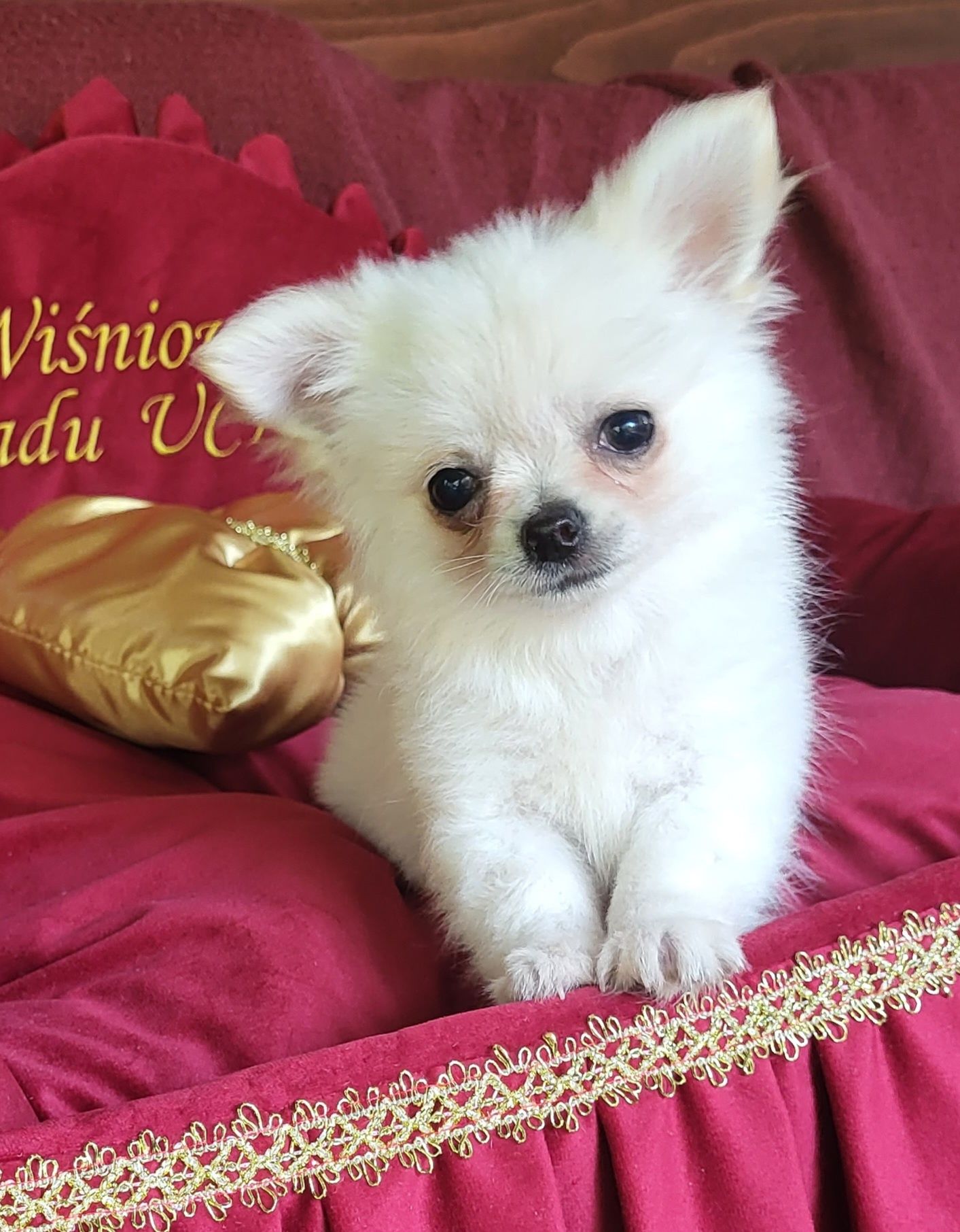 Chihuahua piesek
