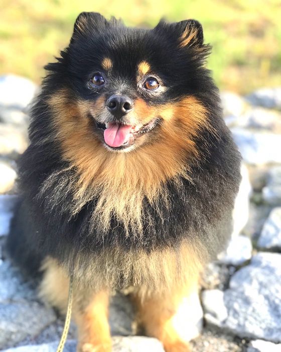 Німецький шпіц (чорно-підпалий), вязка