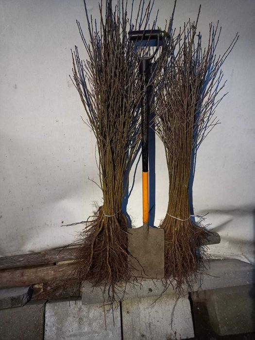 Antypka podkładka Wiśni gruba do szczepienia