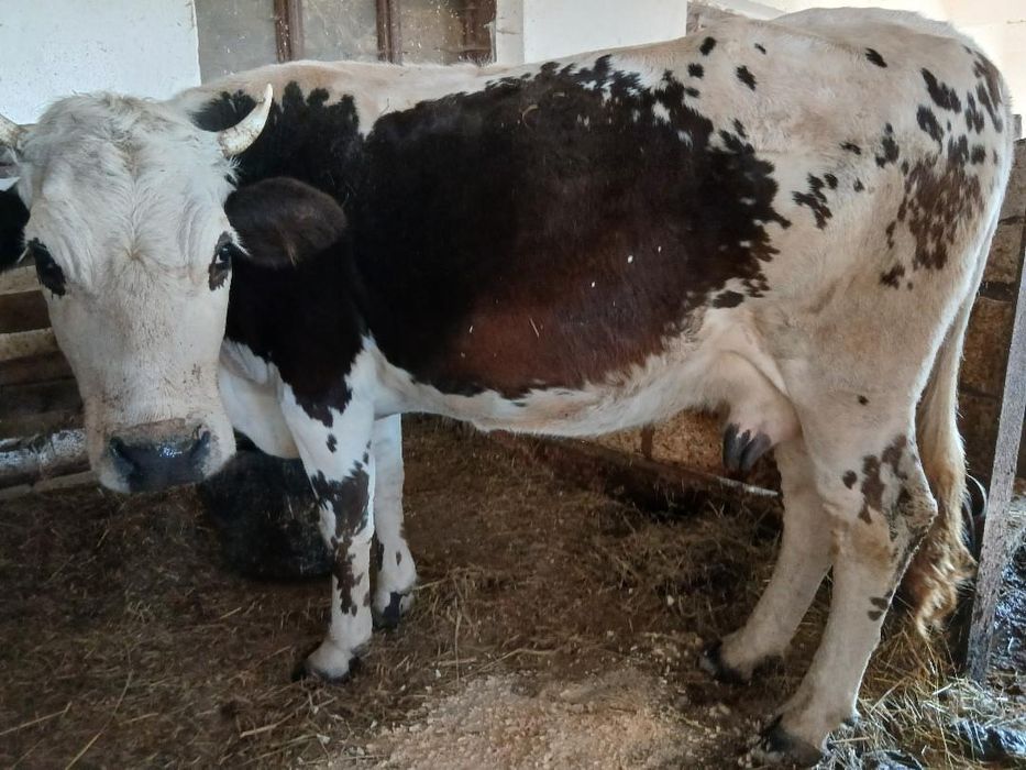 Продам добру корову