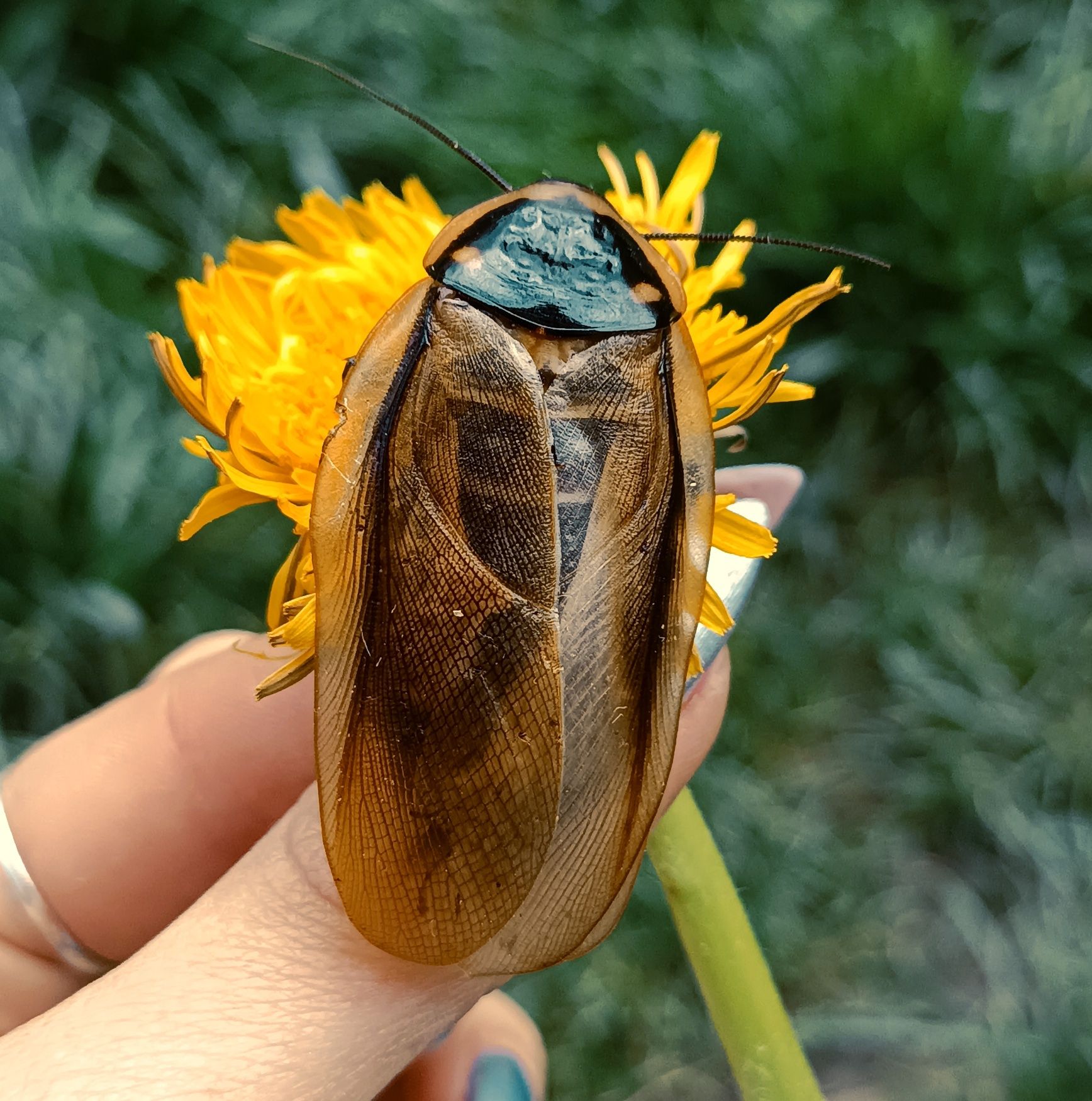 Эублаберус серранус ( eublaberus serranus )