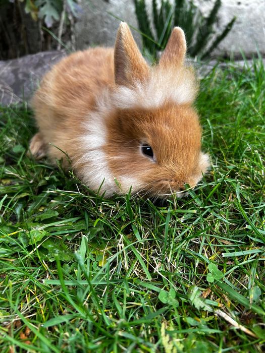 Króliczek miniaturka