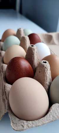 20 szt jaj lęgowych kolorowych mix