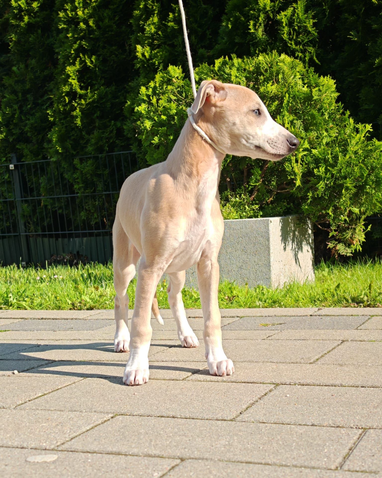 Chart angielski Whippet suczka