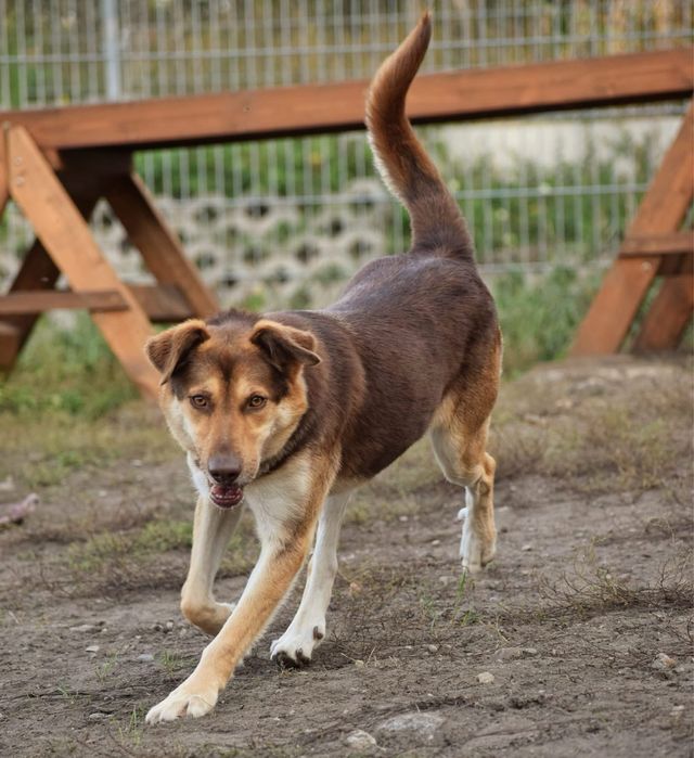 Karat - piękny samiec pilnie wypatruje domu!
