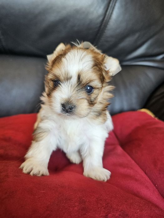 York terrier golddust rezerwacja