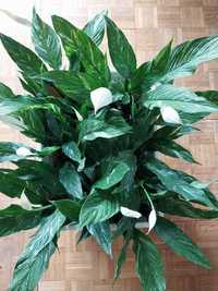 Skrzydłokwiat Diamond Variegata 60 cm