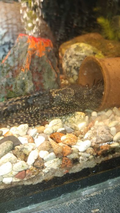 Ślimaki akwariowe świderki oddam