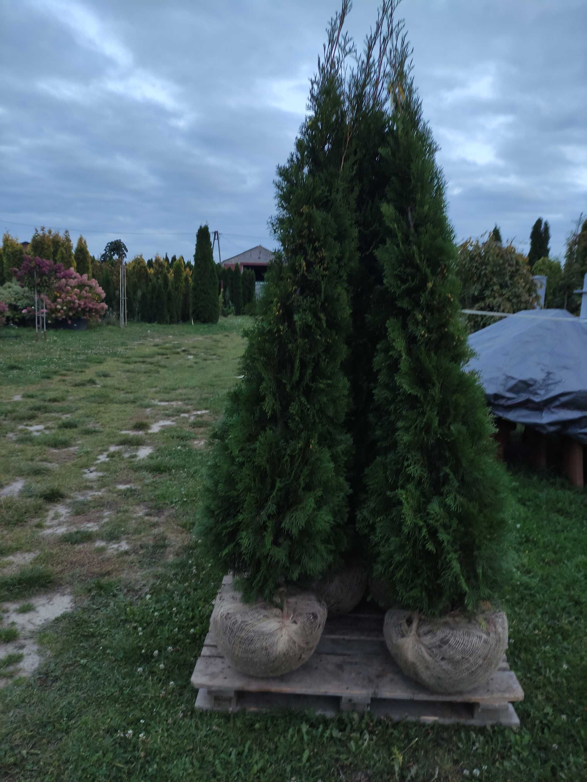 Tuja Szmaragd 200-220 cm, 2 metry, Thuja Smaragd, na żywopłot, szkółka