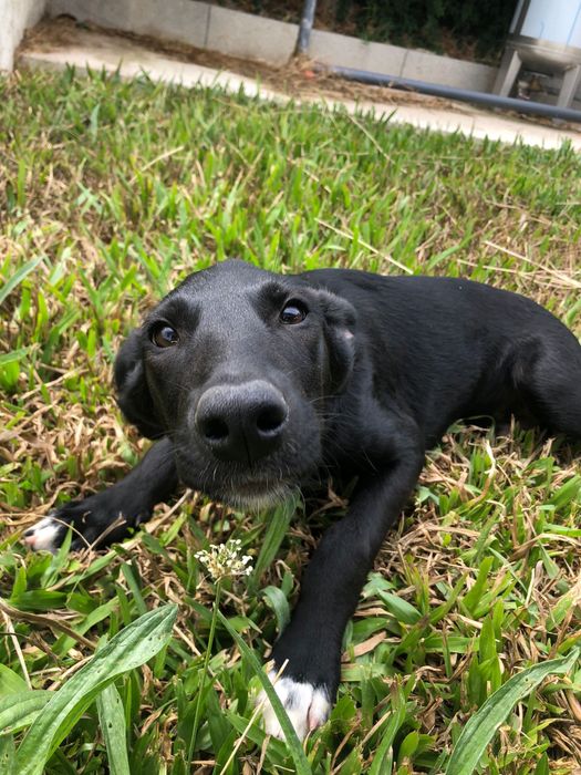Eça - cachorro para adoção de porte medio