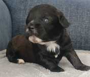 Suczka Shihpoo – Pudel miniatura red i Shih tzu tricolor.