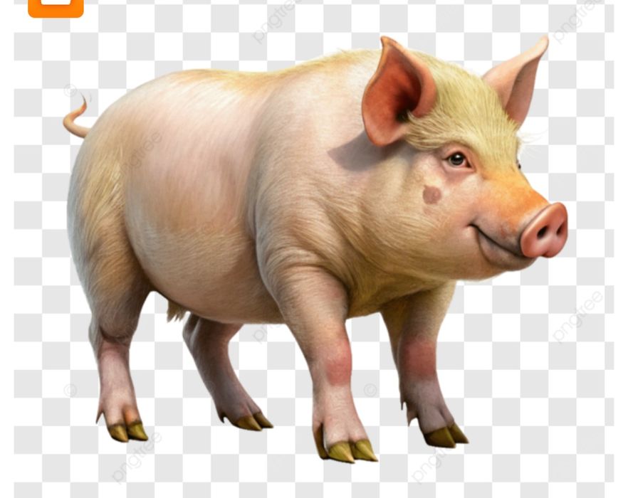 Свиня кабан  порося