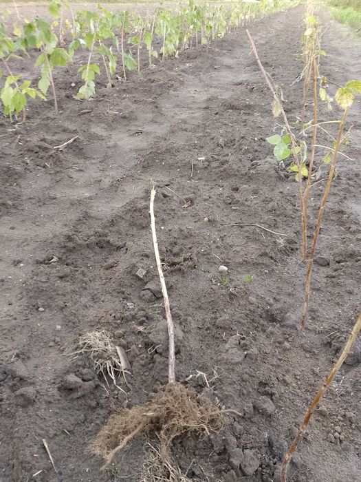 Witam sprzedam sadzonki maliny polonez i poemat