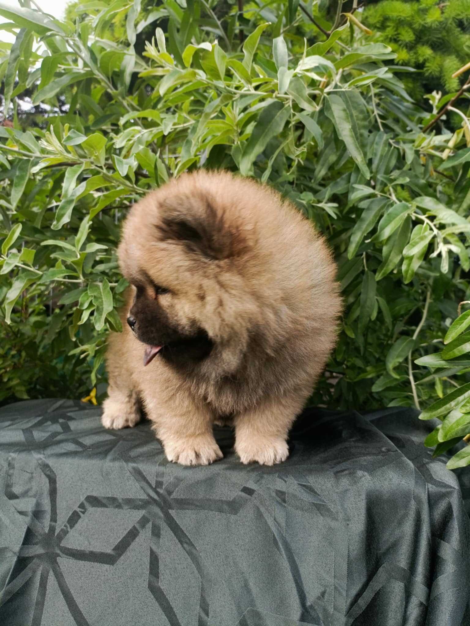 Wzorcowy Chow Chow Czał Czał piękny exterrier rodzice FCI
