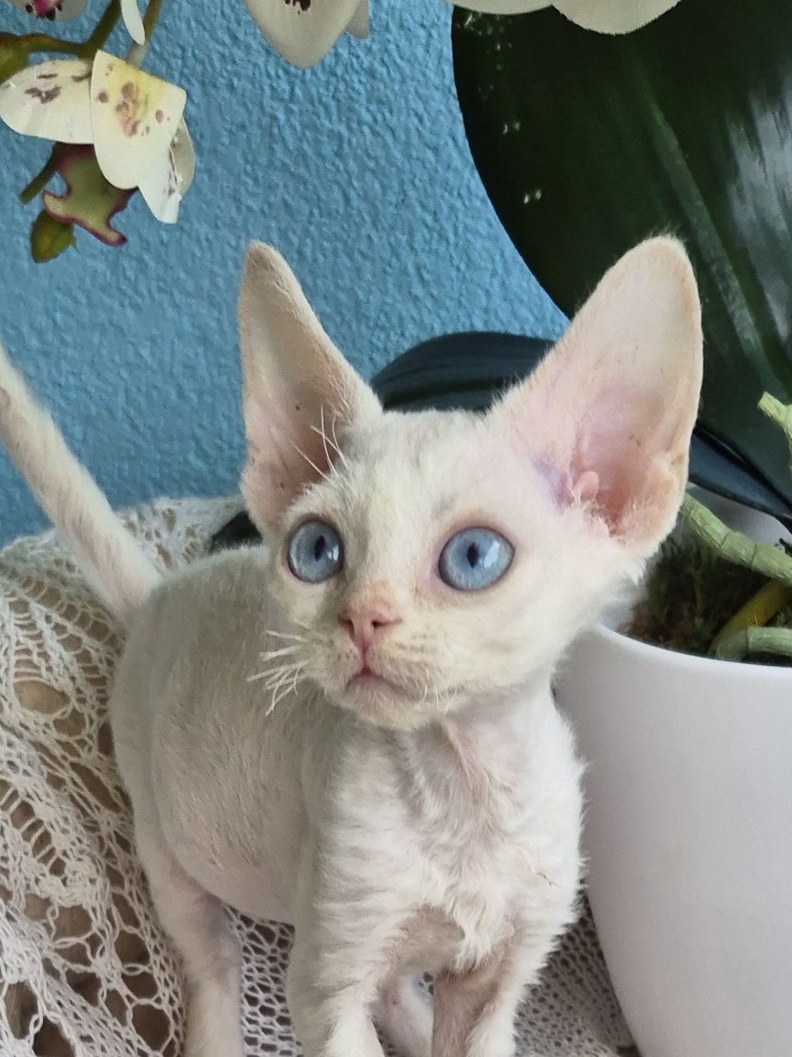 Kocurek Devon Rex FPL