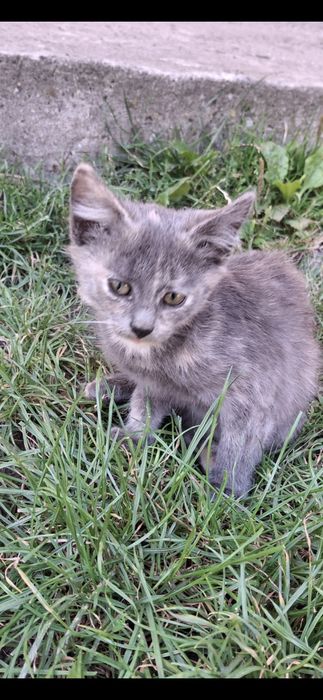Безкоштовно котенятко в добрі руки. Дівчинка. Вік 3 місяці