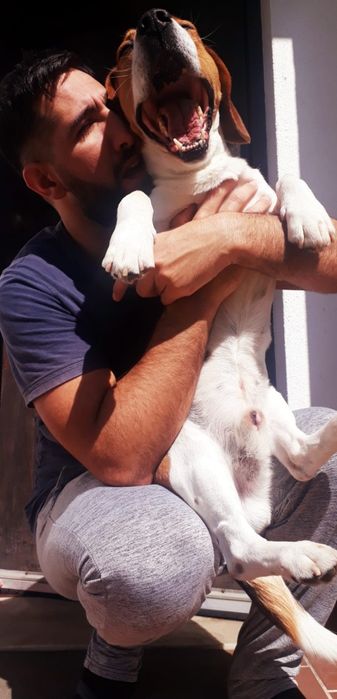 Beagle para acasalar