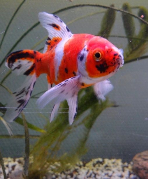 Karp koi orfa karaś itd