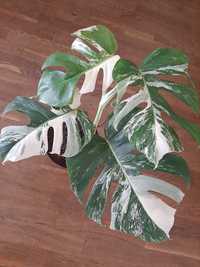 Monstera variegata- polski hodowca.