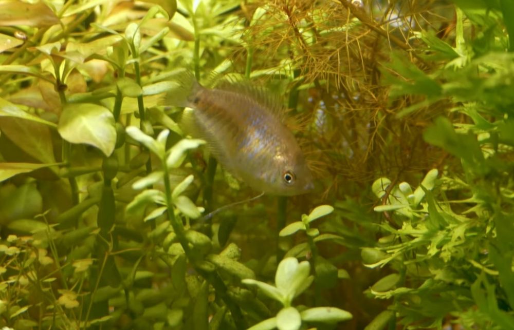 Pretnik Karlowaty SAMICE