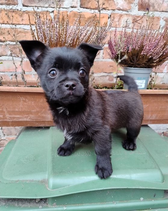 Szczeniaczki cudaczki.