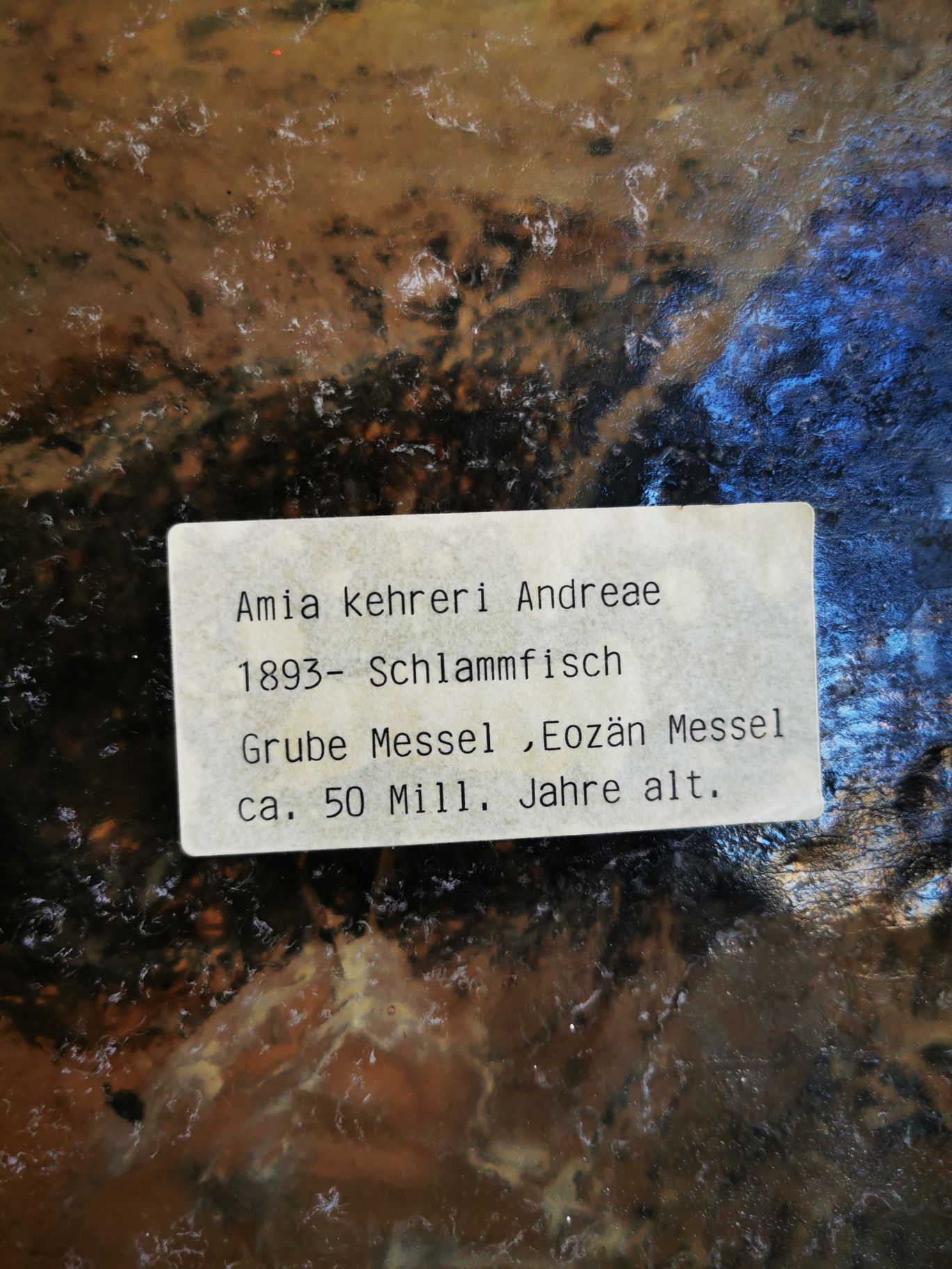 Replika skamieniałości Amia kehreri, ryba błotna z Messel, trzeciorzęd