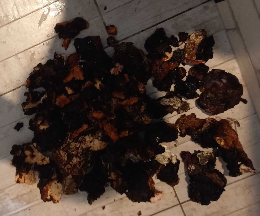 Czaga, chaga, błyskoporek podkorowy